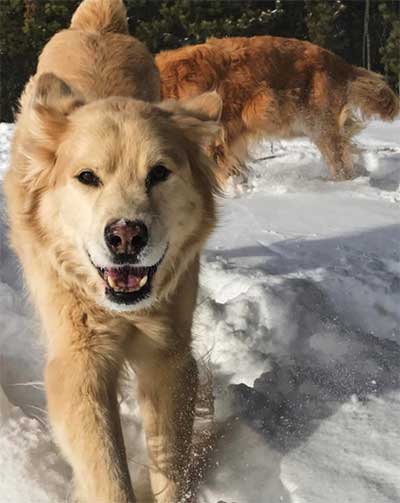 golden mixed with husky