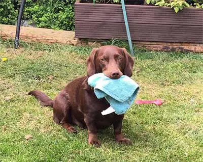 lab and dachshund mix