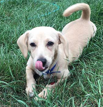 lab mixed with chihuahua