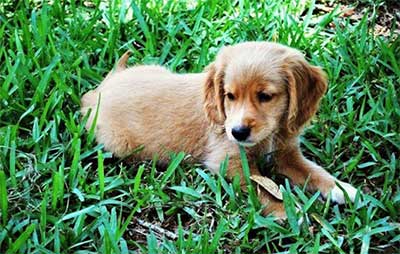 mini golden retriever