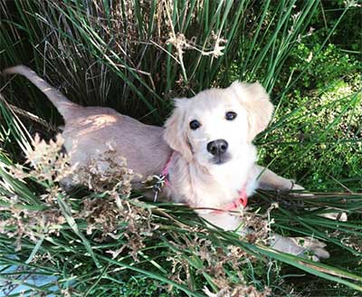 mini retriever