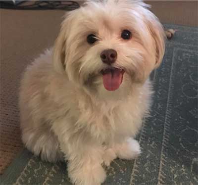 Havanese Puppy Price