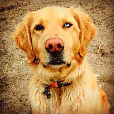 golden retriever and husky mix for sale