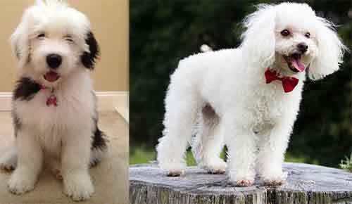 old english sheepdog and poodle