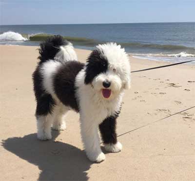 mini sheepadoodle rescue