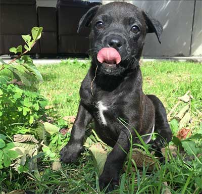 rottweiler pitbull mix brindle