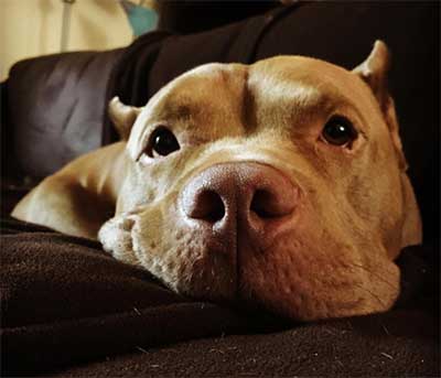 red nose pitbull guide