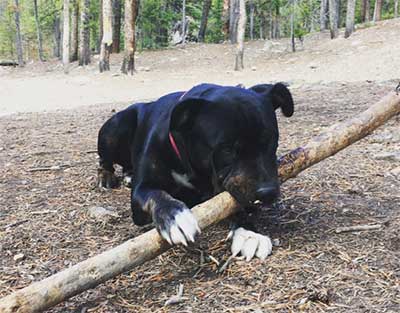 black Pitbull Rottweiler mix