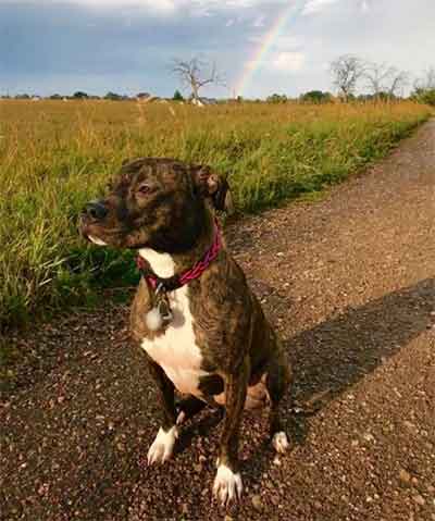 brindle coat pitbull