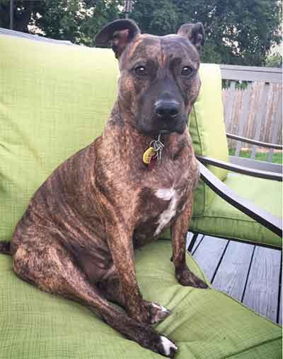 full grown brindle pitbull