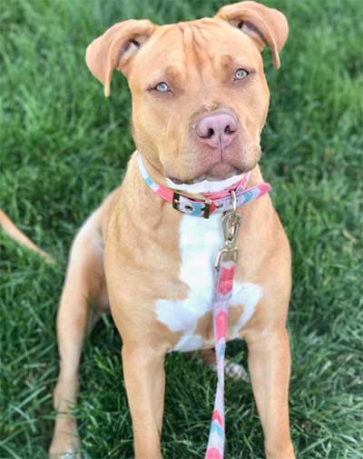 red nose pit