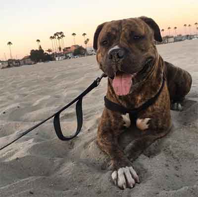 finding brindle pitbull dogs