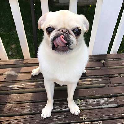 marshmellow the white pug