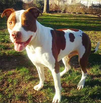 white pitbull with blue spots