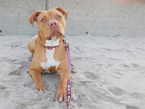 a red nose pitbull