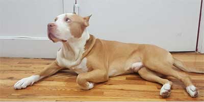 red nose pitbull info