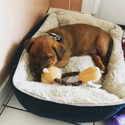 rottweiler and pitbull mix