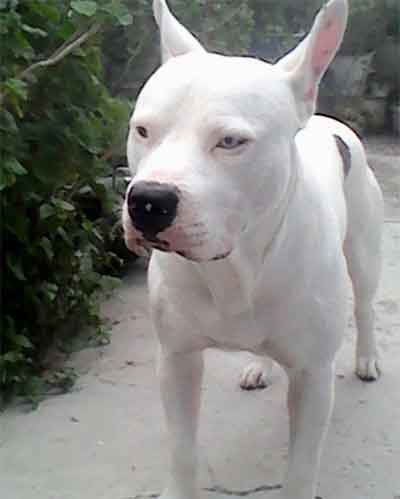 albino brindle pitbull