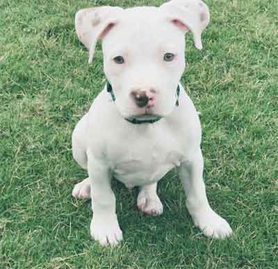 pitbull dog puppy white