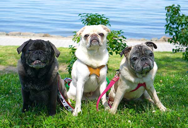 albino pug