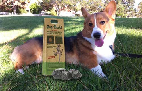 Are Dog Rocks safe for my dog