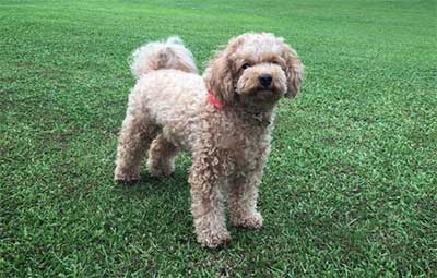 bichon frise mixed with a poodle