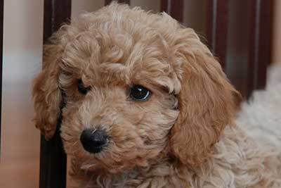 bichon frise poodle mix puppy