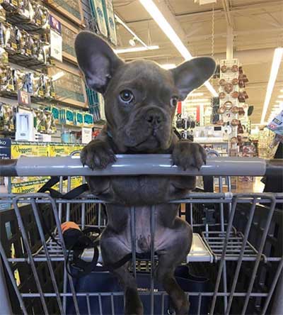 blue french bulldog at shopping center