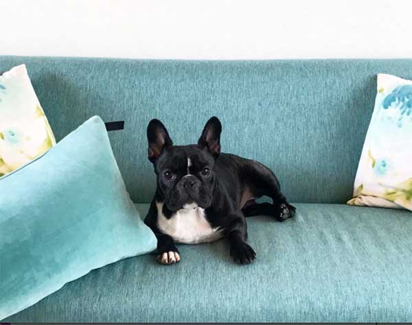 How Much Do French Bulldogs Cost And Why Are They So