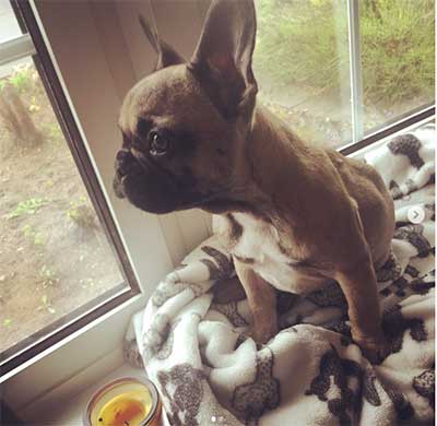 How Much Do French Bulldogs Cost And Why Are They So ...