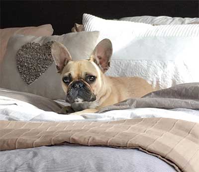 french bulldog prices