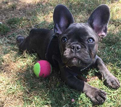 How Much Do French Bulldogs Cost And Why Are They So Expensive?