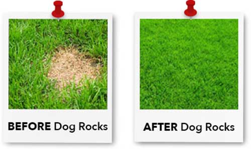 grass before after using dog rocks