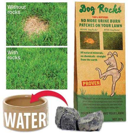 pee rocks for dogs