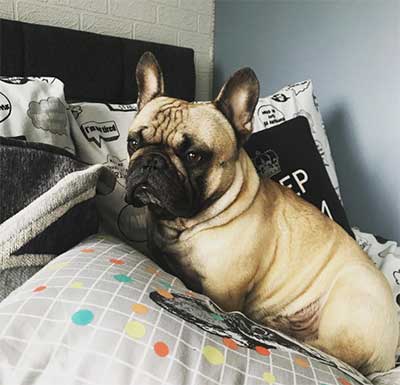 How Much Do French Bulldogs Cost And Why Are They So ...