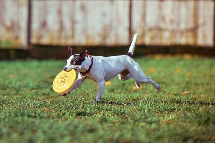 Best Frisbee For Dogs