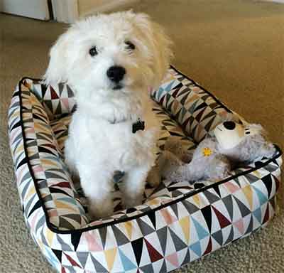 Eskimo Poodle mix