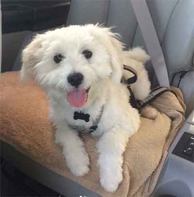 Eskimo dog poodle mix