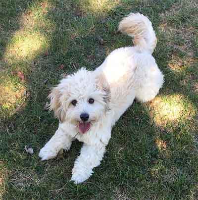 eskimo poodle puppies for sale