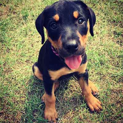 Rottweiler Lab Mix dog