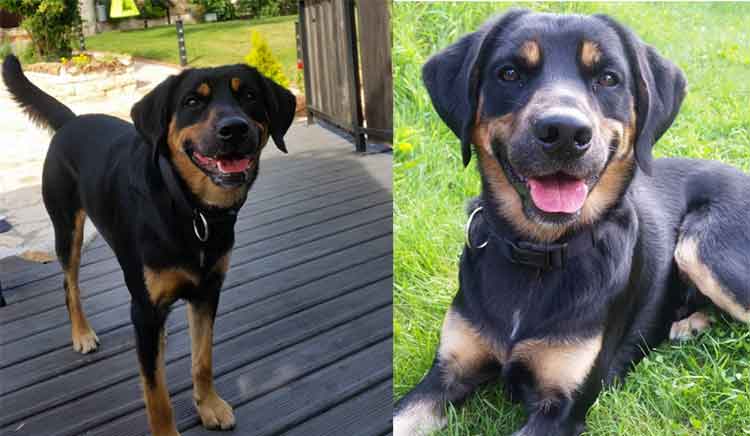 All About The Sweet Handsome Rottweiler Lab Mix