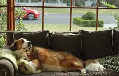 Saint Bernard Australian shepherd mix dog