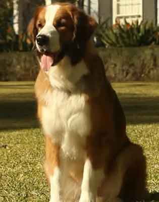 australian shepherd saint bernard mix