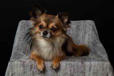 Chihuahua Shedding: How To Stay On Top Of It And Recognize Excessive ...