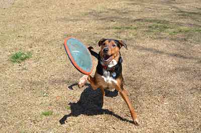 dog playing soft frisbee