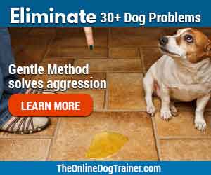 eliminate dog problems