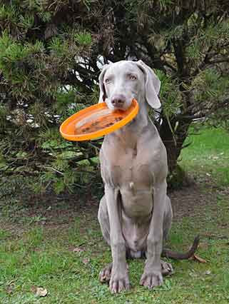 best dog frisbee for chewers