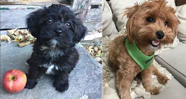 havanese and poodle mix dog