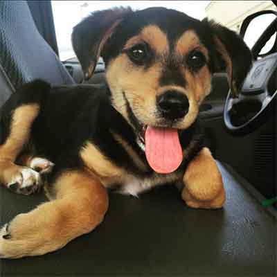 labrador rottweiler mix puppy