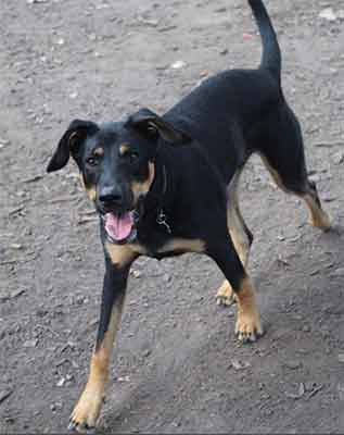 rott lab mix